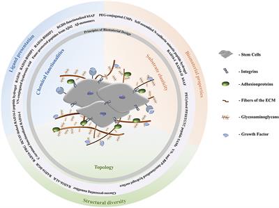 Self-Assembling Peptides as Extracellular Matrix Mimics to Influence Stem Cell's Fate